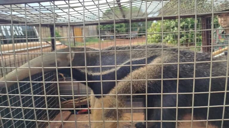 Jockey Clube – PMA de Dourados captura tamanduá-bandeira em casinha de cachorro e furão em quintal de residência