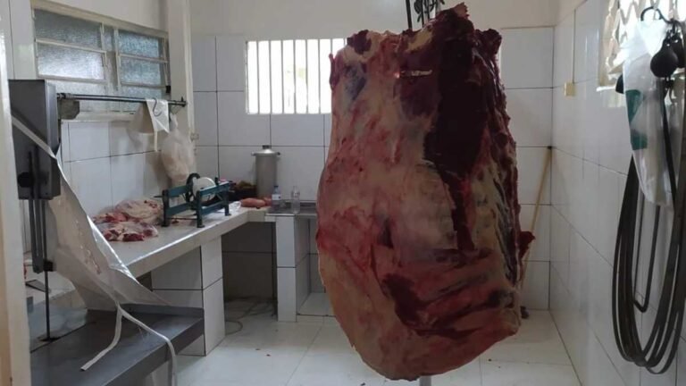 Uma tonelada de carne clandestina foi apreendida pela policia