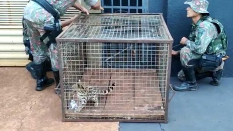 Dioclécio Artuzi – video de filhote de onça resgatado pela PMA em Dourados