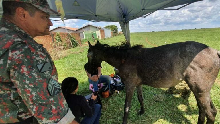 Homem deixa égua pra morrer sem comida agua e doente mas acaba preso pela PMA