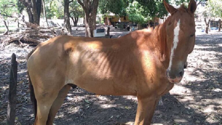 Mulher morre ao colidir moto em cavalo solto na pista em MS