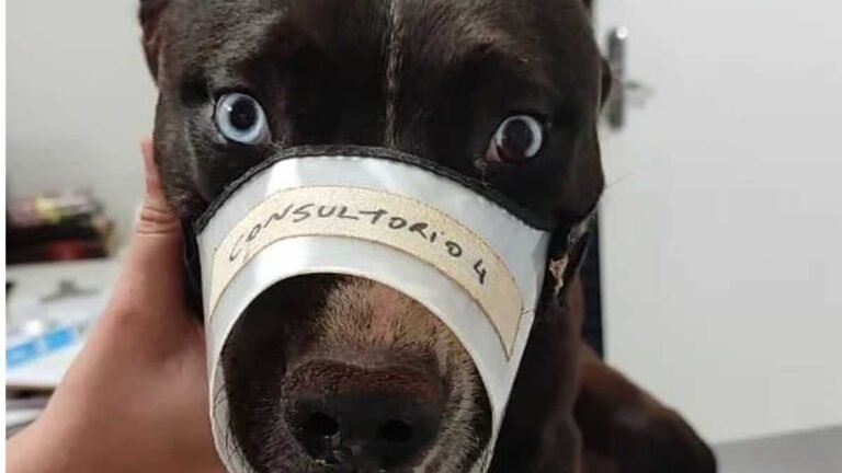 Homem tenta castrar cachorro sem anestesia e sem habilidade e acaba sendo multado