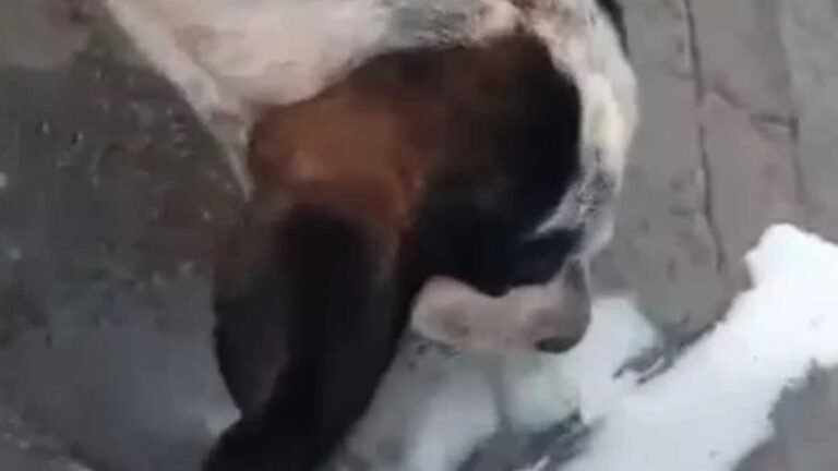 Estudante é autuado em R$ 1 mil por embriagar cachorro com cerveja