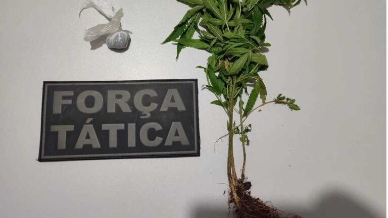 Regado cuidadosamente PM apreende porção de maconha e um pé da própria in natura