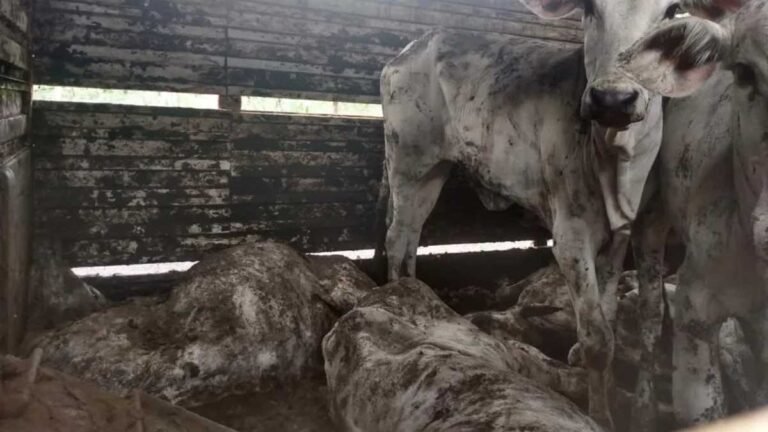 Animais morrem trancados em caminhões e motoristas acabam sendo multados por maus tratos