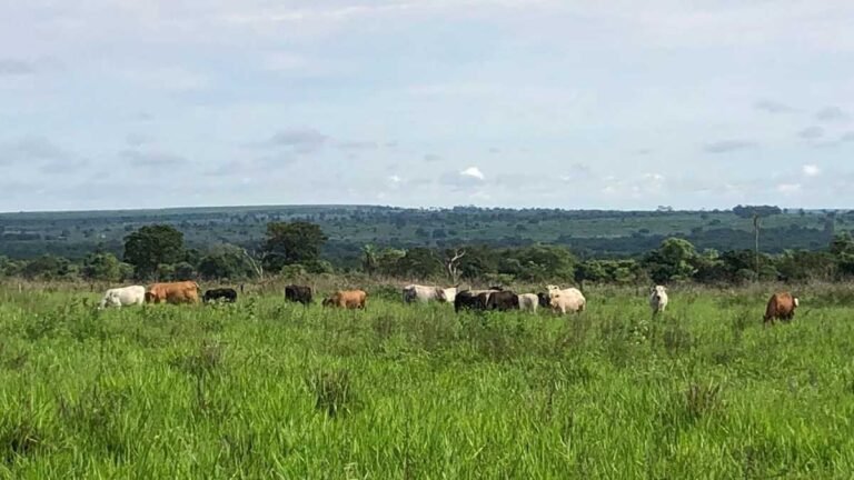 Polícia Civil desarticula quadrilha especializada em furto de gados  em MS