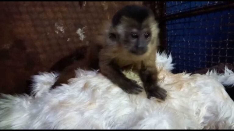 Assista o vídeo, PMA de Dourados captura filhote de macaco-prego em chácara