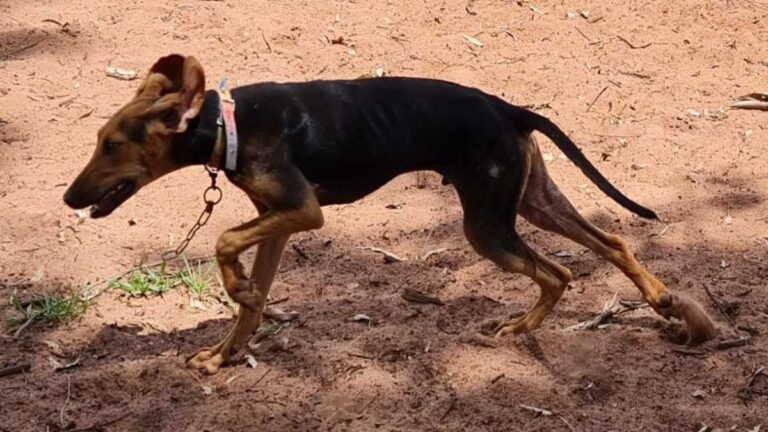 PMA autua infrator em R$ 6 mil por maus tratos a seis cachorros em situação de penúria
