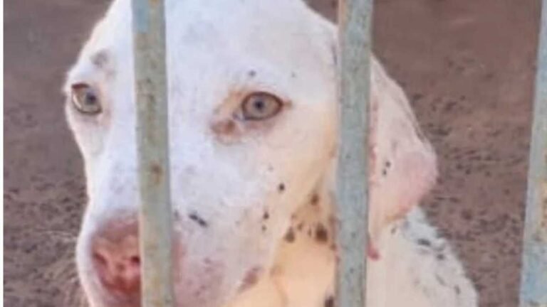 VÍDEOS – Polícia Civil resgata cachorra em lastimável situação de maus tratos