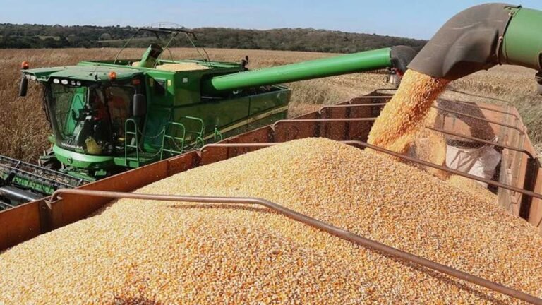 Perdas na safra de soja 2021/2022 pode chegar a 1 milhão de toneladas