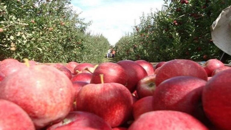 Abertas 213 vagas para indígenas de Mato Grosso do Sul na colheita de maçã no Sul do país
