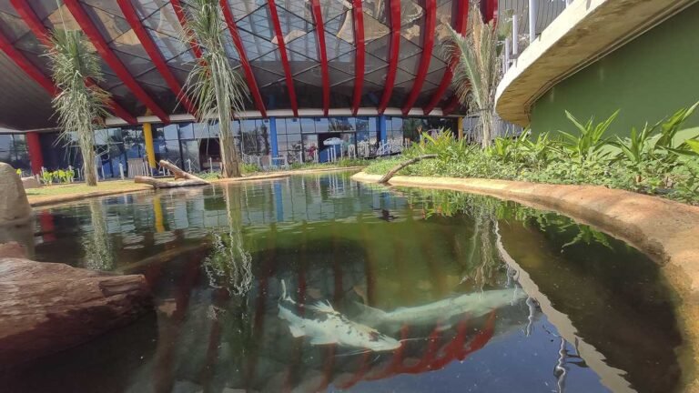 Circuito interno de tanques do Aquário do Pantanal começa a receber peixes