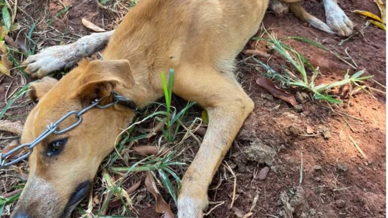 Com carrapatos pulgas e sem água, mulher é multada por maus tratos a cachorro