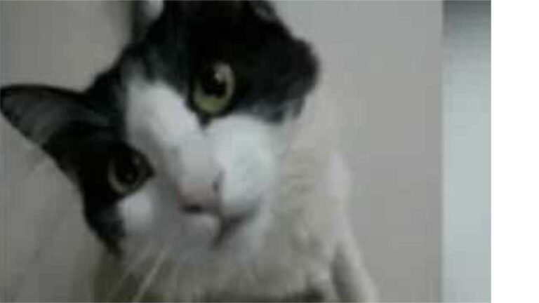 Autor de assassinar gatinha “Xispita” é autuado em R$ 3 mil por maus-tratos