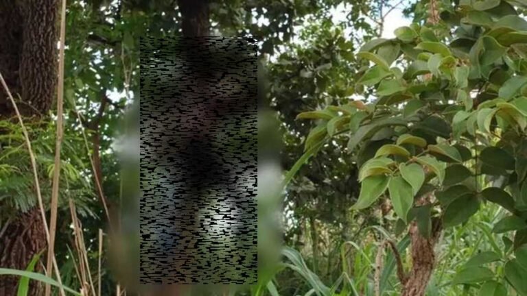 Desaparecido a 7 dias, homem é encontrado morto pendurado em arvore por arame farpado