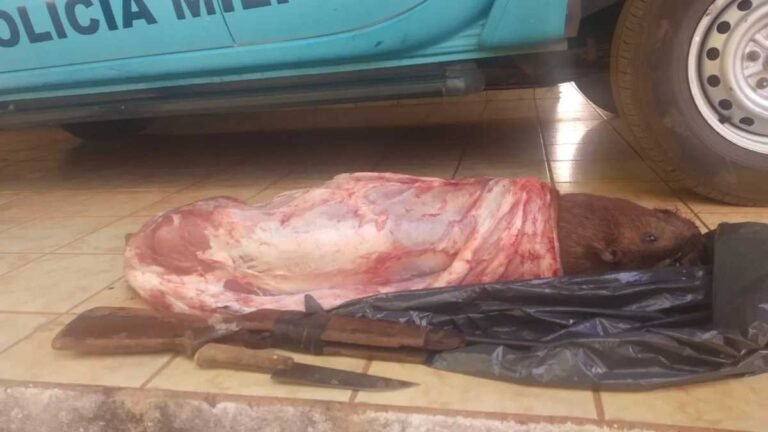 PMA é chamada para capturar capivara e prende caçador carneando animal abatido