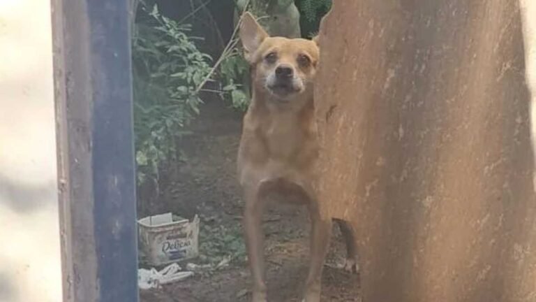 Polícia Civil resgata cães em situação de abandono desde que o dono morreu dentro de residência