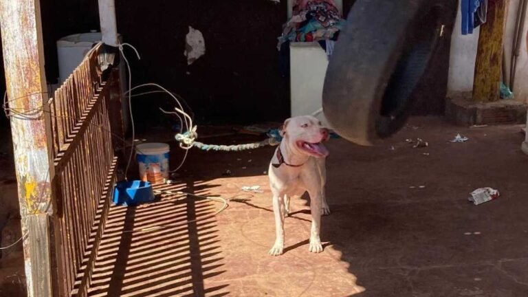 Resgatado, animal não tinha água ração e estava no sol além de estar infestado de carrapato esta para adoção