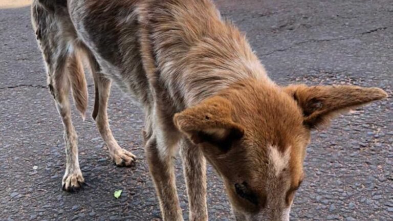 Em estado avançado de desnutrição, não houve como salvá-lo e mulher de 59 anos e autuada