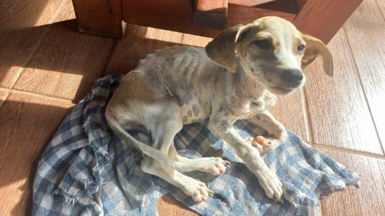 Muito magro e com feridas pelo corpo  vizinho denuncia vizinho por viajar e deixar cachorro com fome sem comida