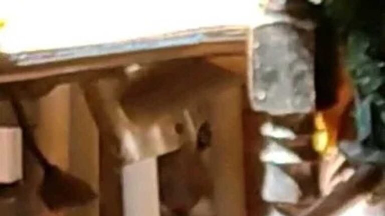 Bombeiros e Imasul captura onça-parda em quintal de residência em MS