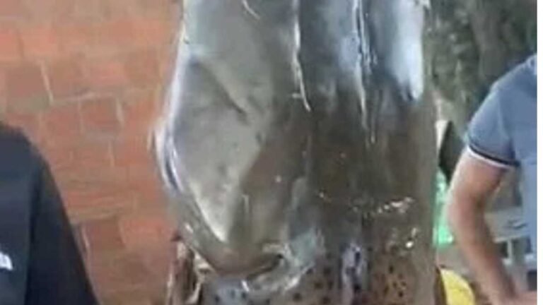 Após exibição de pescado em redes sociais, homem é multado pela PMA