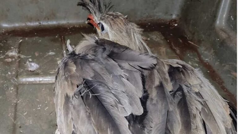 Aldeia Bororó – PMA de Dourados resgata seriema que teve pernas quebradas