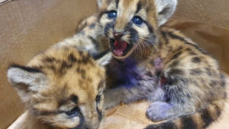 VÍDEO – PMA recolhe dois filhotes de onça-parda capturados em canavial