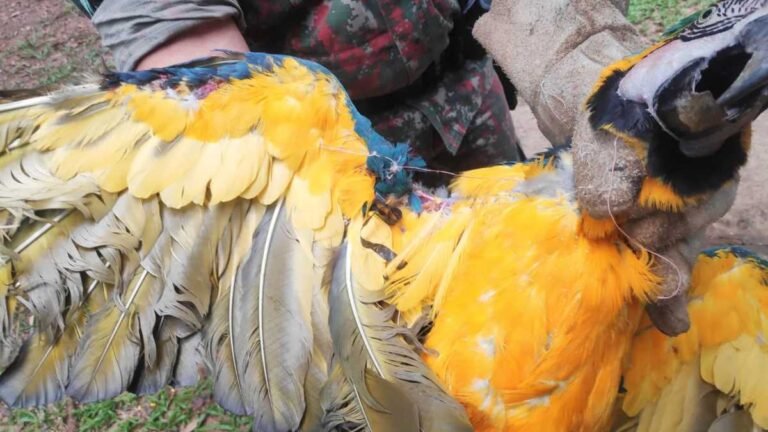 VÍDEO – Arará ferida enroscada em linha de pipa com cerol é resgatada [assista]