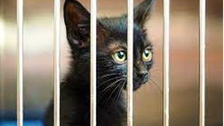 Mulher é presa e autuada por manter 19 gatos presos em edícula e respondera por maus-tratos e poluição ambiental