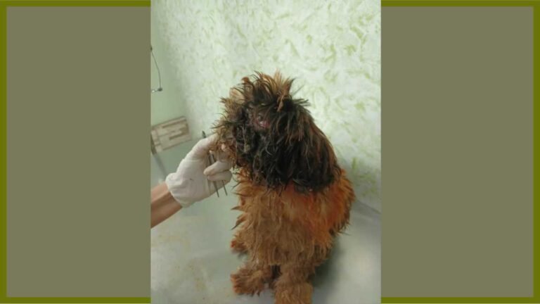 Mulher é presa por maus-tratos a um cão por deixá-lo sem cuidados e com ferimentos infestados por larvas