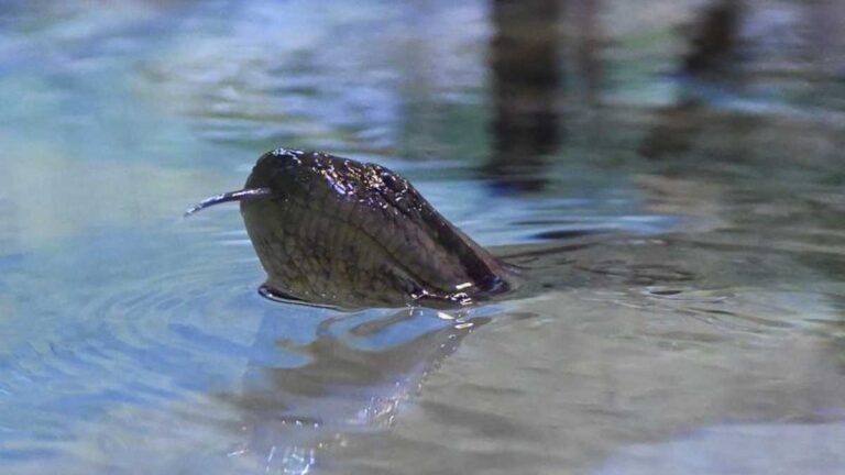 Disputa acirrada chega ao fim e sucuri do Bioparque Pantanal é batizada