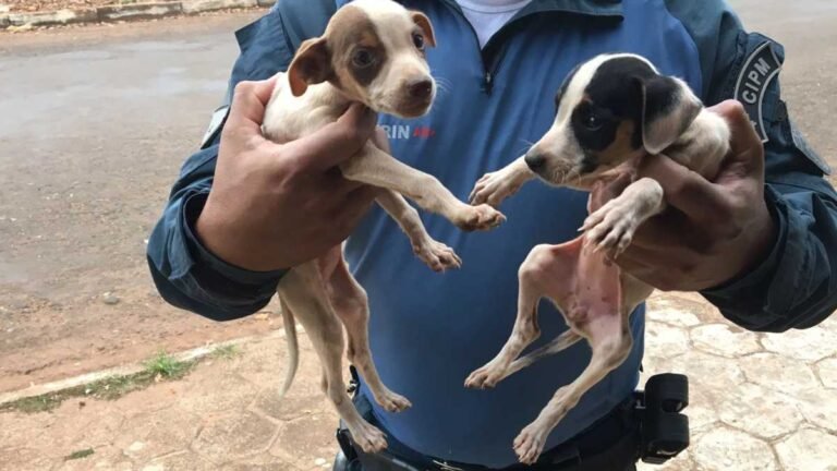 Estudante é autuado em R$ 6 mil por abandono a seis cachorros que foram resgatados pela PMA