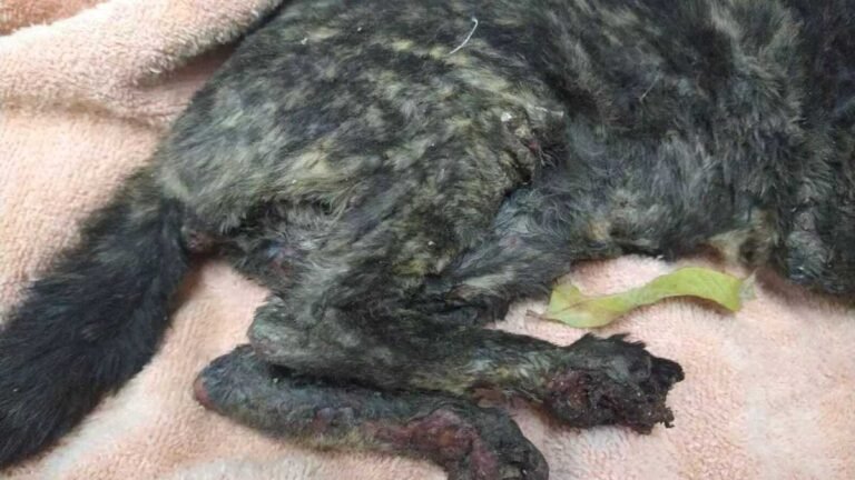 Pode ter sido proposital onde quarto gatinhos foram queimado em churrasqueira de igreja