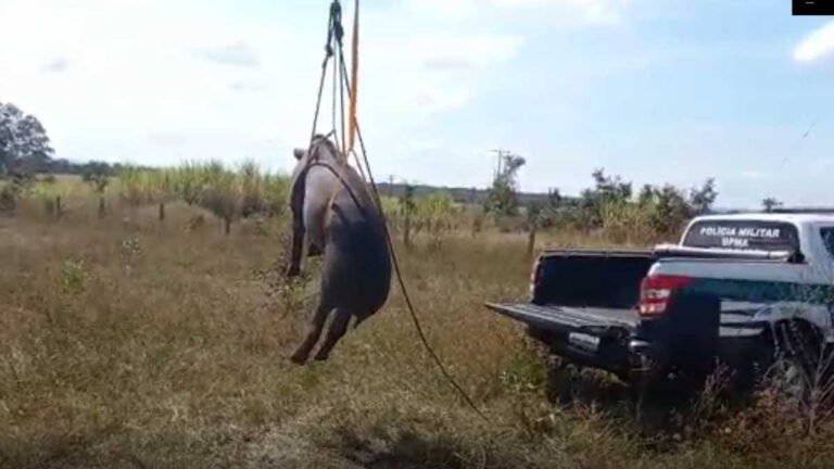 VÌDEO DO RESGATE – PMA resgata anta com mais de 300 kg à margem da rodovia depois de atropelamento 