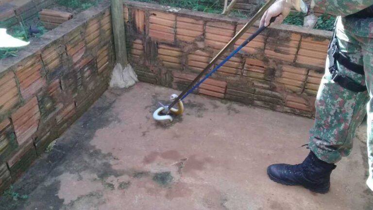 VÍDEO – PMA captura réptil conhecido como cobra-de-duas-cabeças em residência