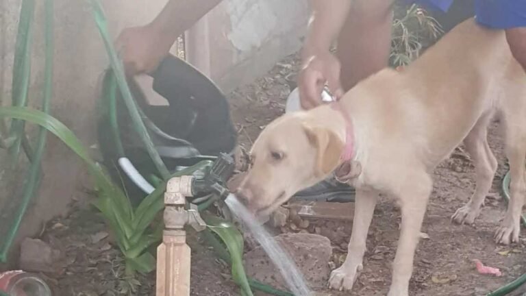 Marido é preso por violência domestica e mulher sai de casa e deixa animal trancado com fome e sede