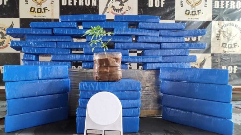 Izidro Pedroso – DOF fecha entreposto e apreende até pé de maconha com menor de idade