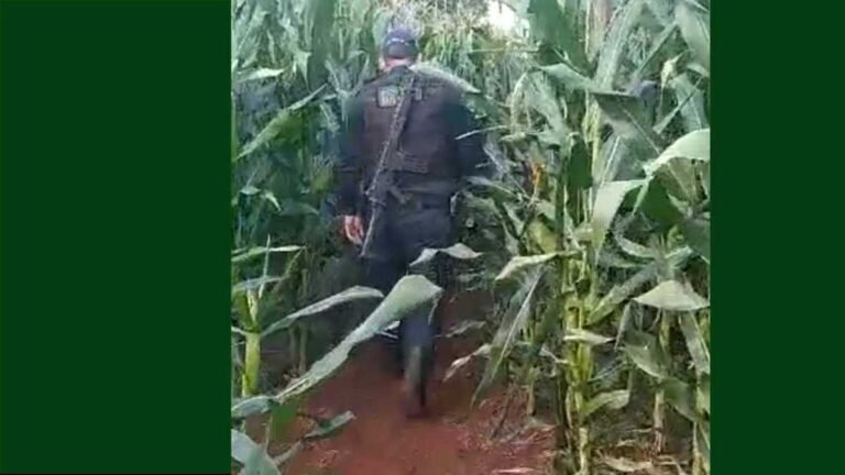 VÌDEO – Patrulha Rural apreende mais de 600 quilos de maconha escondidos em milharal