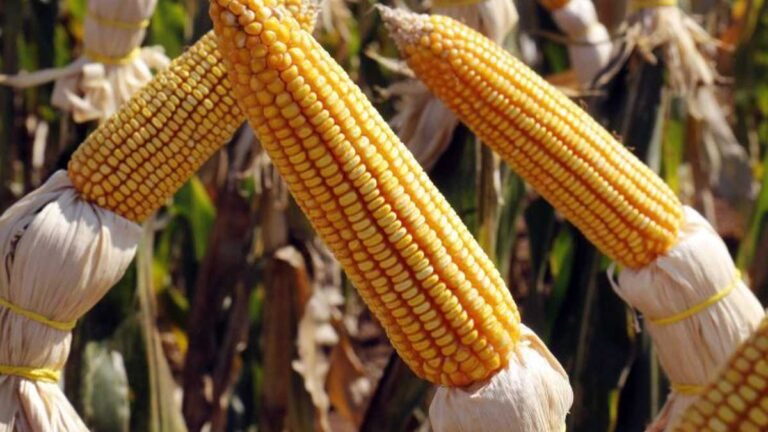 MS estima safrinha recorde de milho com alta de 80,9% na produção