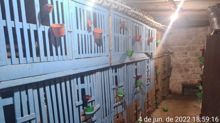 PMA fecham criadouro de galos para rinha, autuam homem em R$ 47,5 mil e apreendem 95 galos em gaiolas
