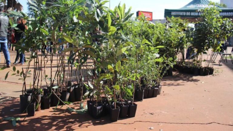 População adere a doação de mudas realizada pela Prefeitura