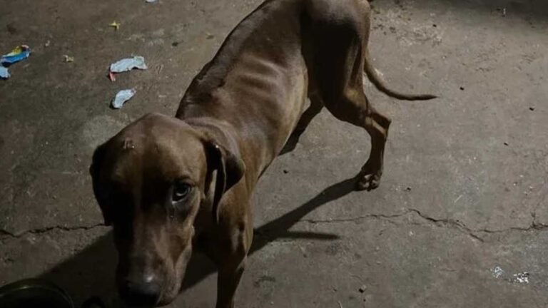 PMA prende e autua jovem de 28 anos  deixar cachorros sem água sem comida infestados por carrapatos