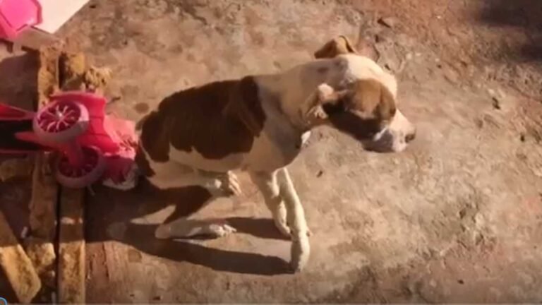 VÍDEO – Entregador e autuado em R$ 2 mil por deixar cachorro sem água alimentação e doente