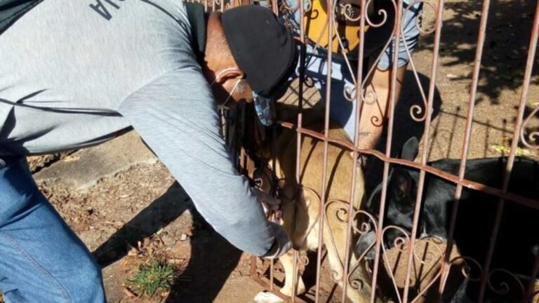 CCZ aplica vacina antirrábica em diversos pontos esta semana