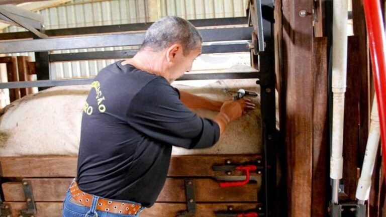 Vacinação contra febre aftosa atinge novo recorde: 99,73% dos animais foram vacinados