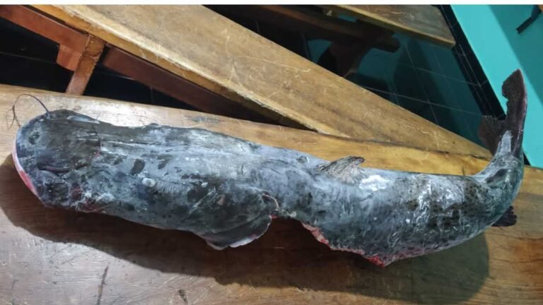 Depois de postar vídeo e fotos de pescado em redes sociais, morador de Caarapó é multado em 2 mil