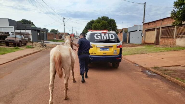 Harrison de Figueiredo – GMD recupera carroça e cavalo furtado