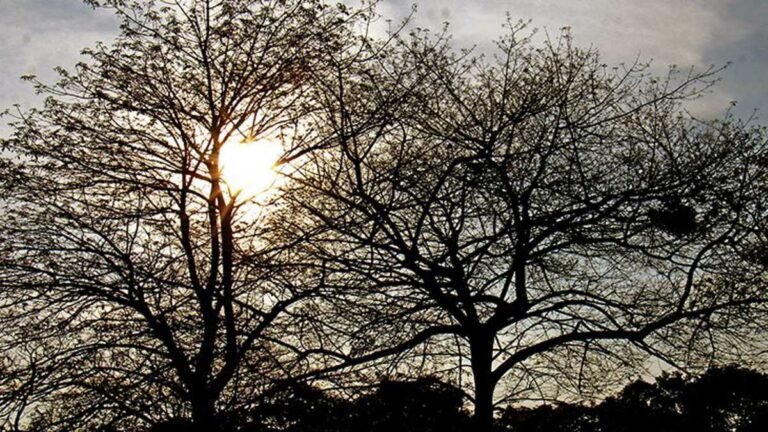 Previsão do tempo para esta sexta-feira 08/07 a terça-feira 12/07 em Dourados