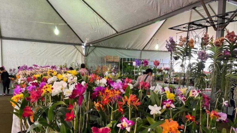 Expoflor segue até domingo na Praça Antônio João